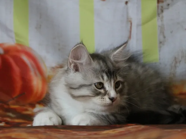 Brenus, chaton Sibérien