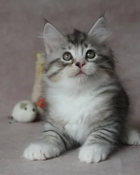 Brenus, chaton Sibérien