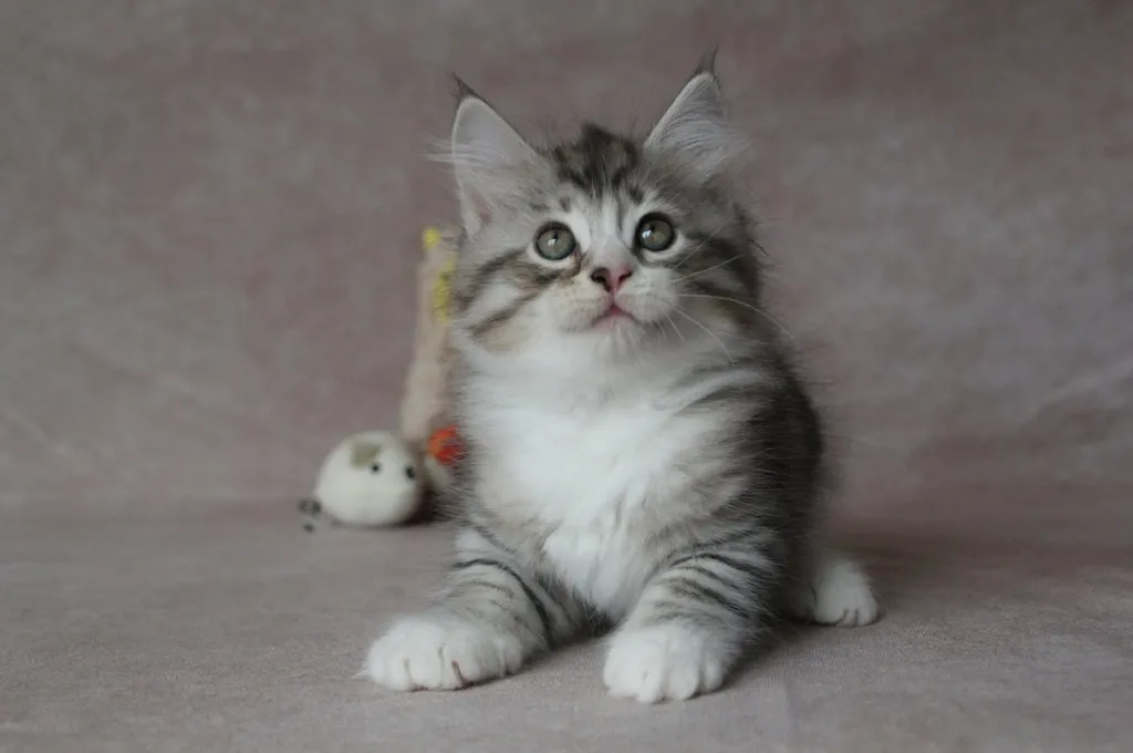 Brenus, chaton Sibérien