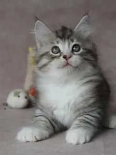Brenus, chaton Sibérien
