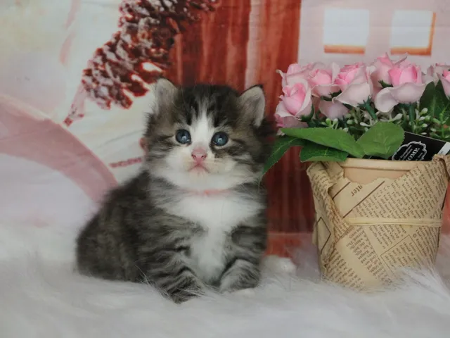 Brownie, chaton Sibérien