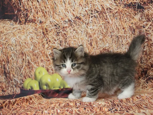 Brownie, chaton Sibérien