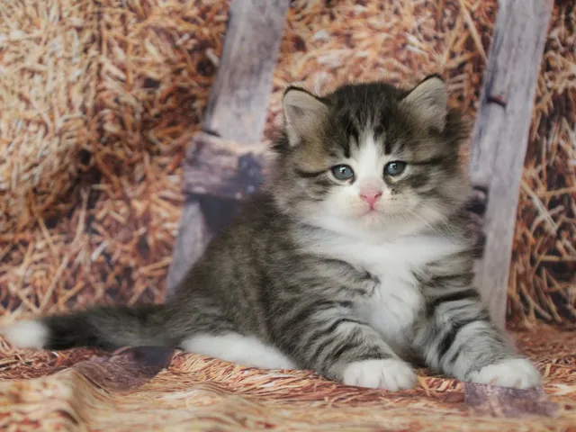 Brownie, chaton Sibérien