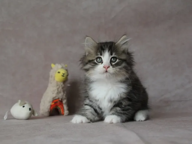 Brownie, chaton Sibérien