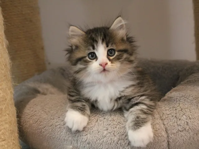 Brownie, chaton Sibérien