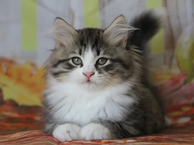 Brownie, chaton Sibérien