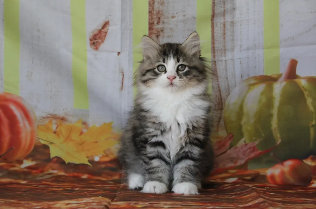 Brownie, chaton Sibérien