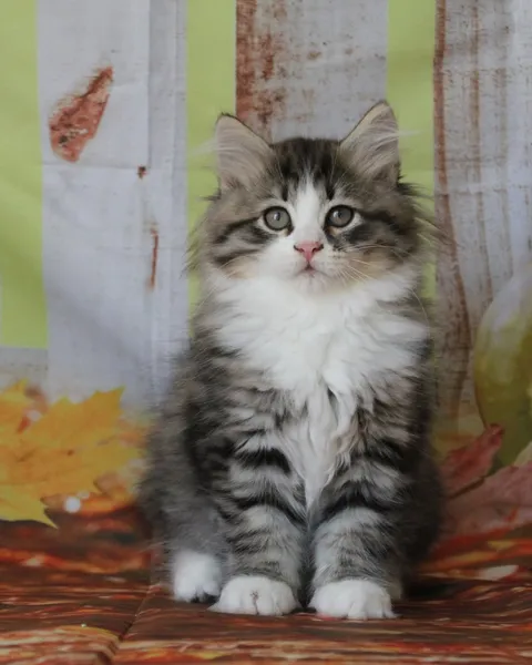 Brownie, chaton Sibérien