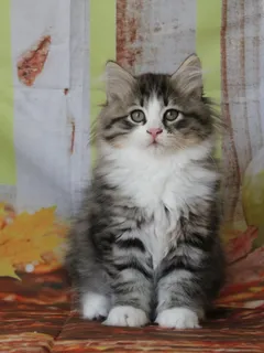 Brownie, chaton Sibérien