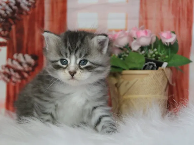 Burberry, chaton Sibérien