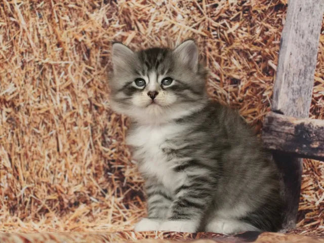 Burberry, chaton Sibérien