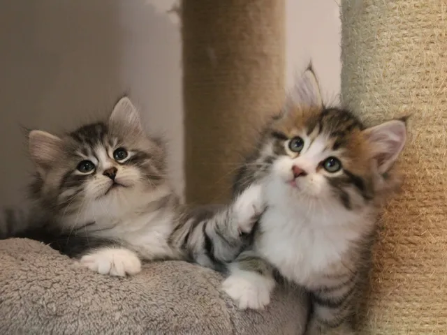 Burberry, chaton Sibérien