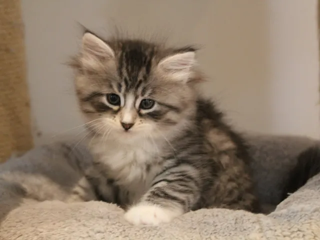 Burberry, chaton Sibérien