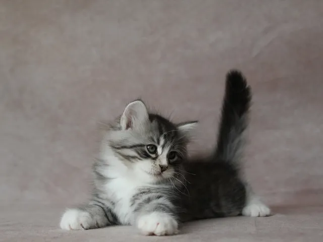 Burberry, chaton Sibérien