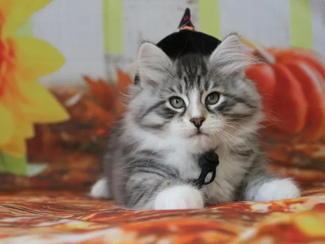 Burberry, chaton Sibérien