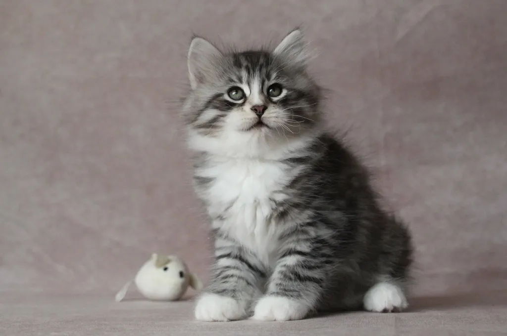 Burberry, chaton Sibérien