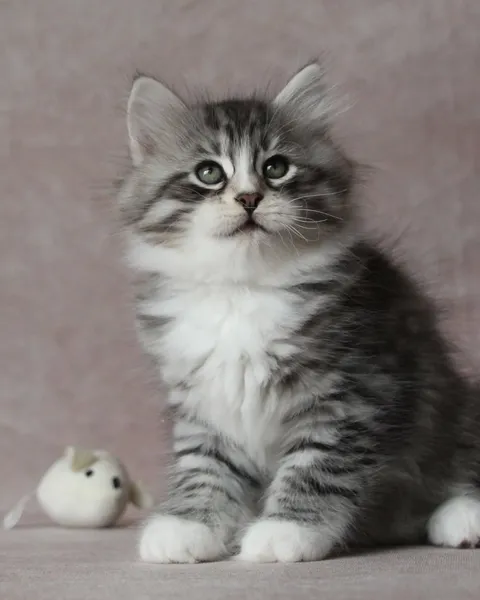 Burberry, chaton Sibérien