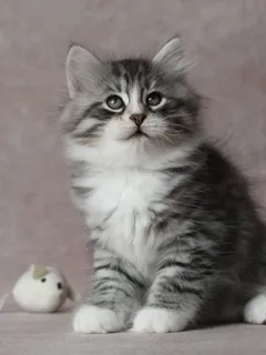 Burberry, chaton Sibérien
