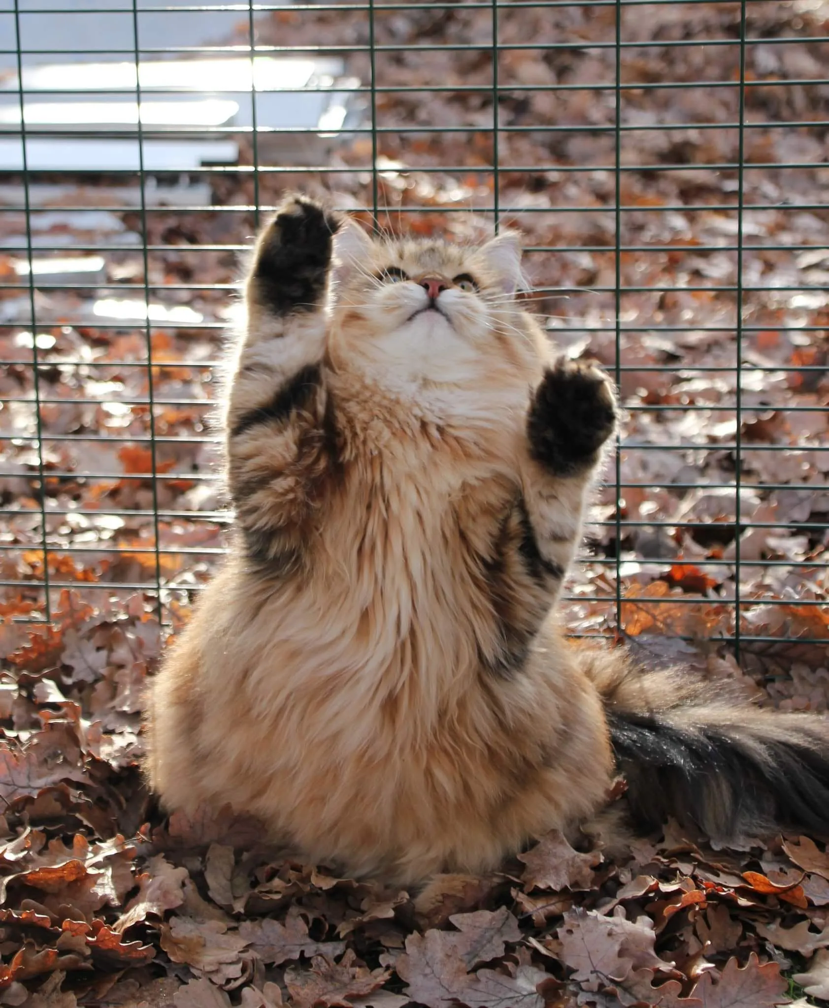 Espace extérieur aménagé et sécurisé pour les chats