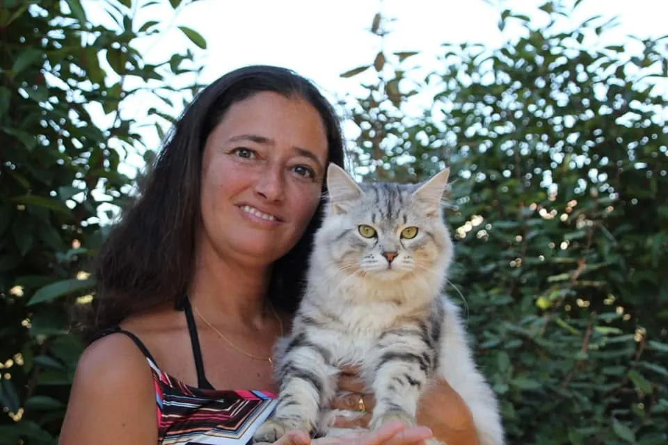 Zaryana et Satoshi, chats Sibériens fondateurs de la chatterie