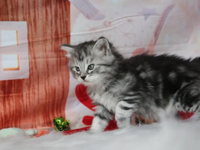 Horus, chaton Sibérien