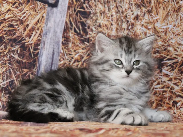Horus, chaton Sibérien