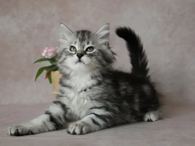 Horus, chaton Sibérien