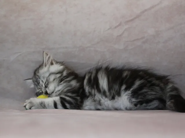 Horus, chaton Sibérien