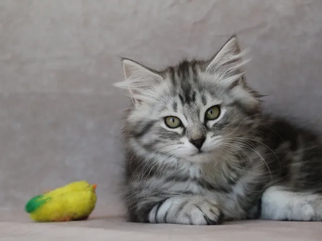 Horus, chaton Sibérien