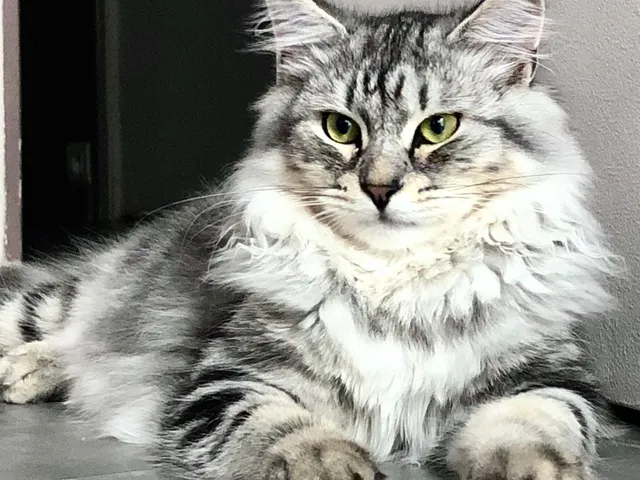 Horus, chaton Sibérien