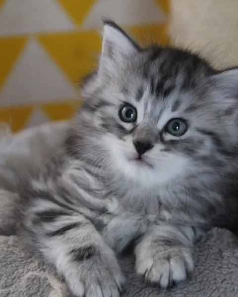 Horus, chaton Sibérien