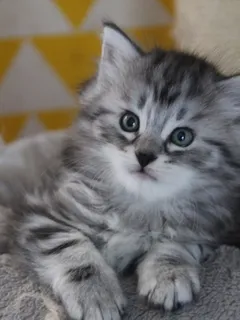 Horus, chaton Sibérien