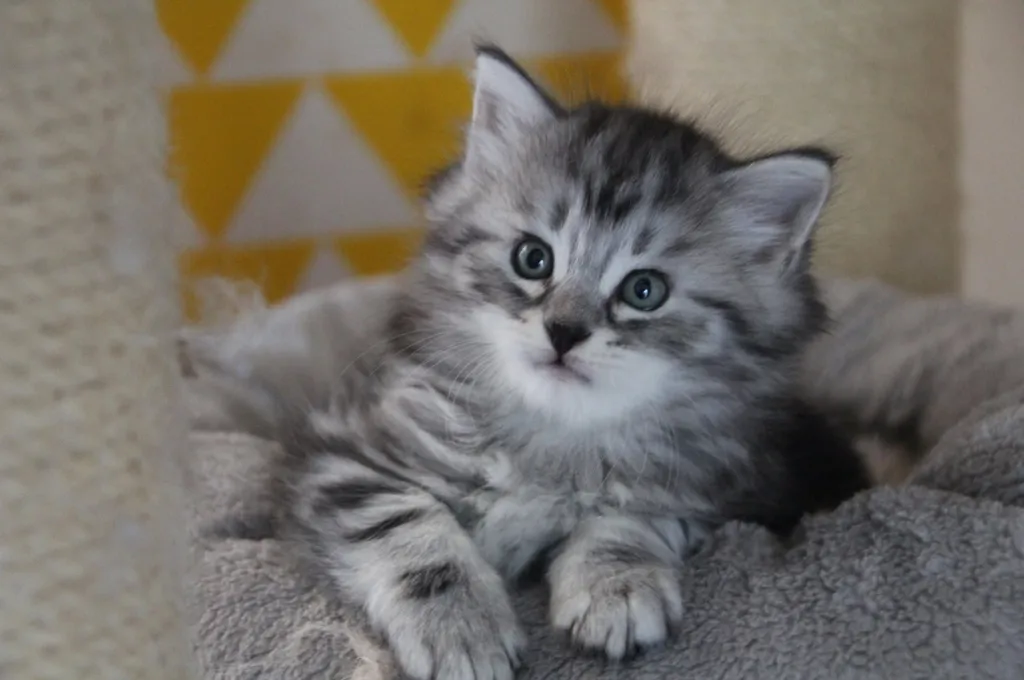 Horus, chaton Sibérien