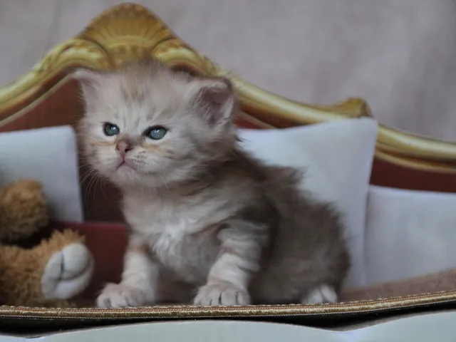 Iliouk, chaton Sibérien