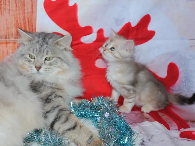 Iliouk, chaton Sibérien