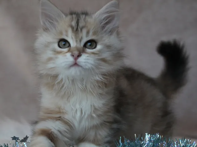 Iliouk, chaton Sibérien