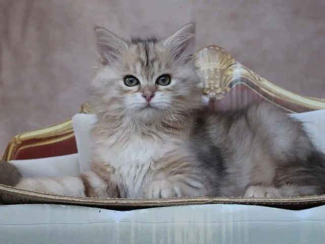 Iliouk, chaton Sibérien