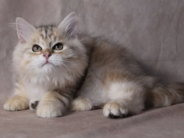 Iliouk, chaton Sibérien