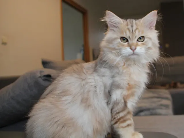 Iliouk, chaton Sibérien