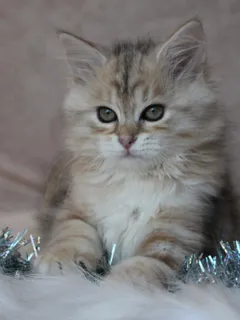 Iliouk, chaton Sibérien