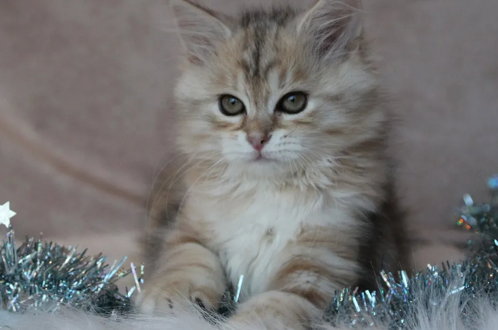 Iliouk, chaton Sibérien