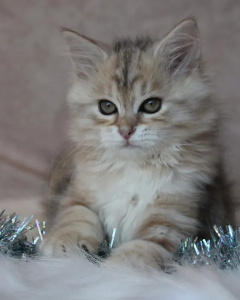 Iliouk, chaton Sibérien