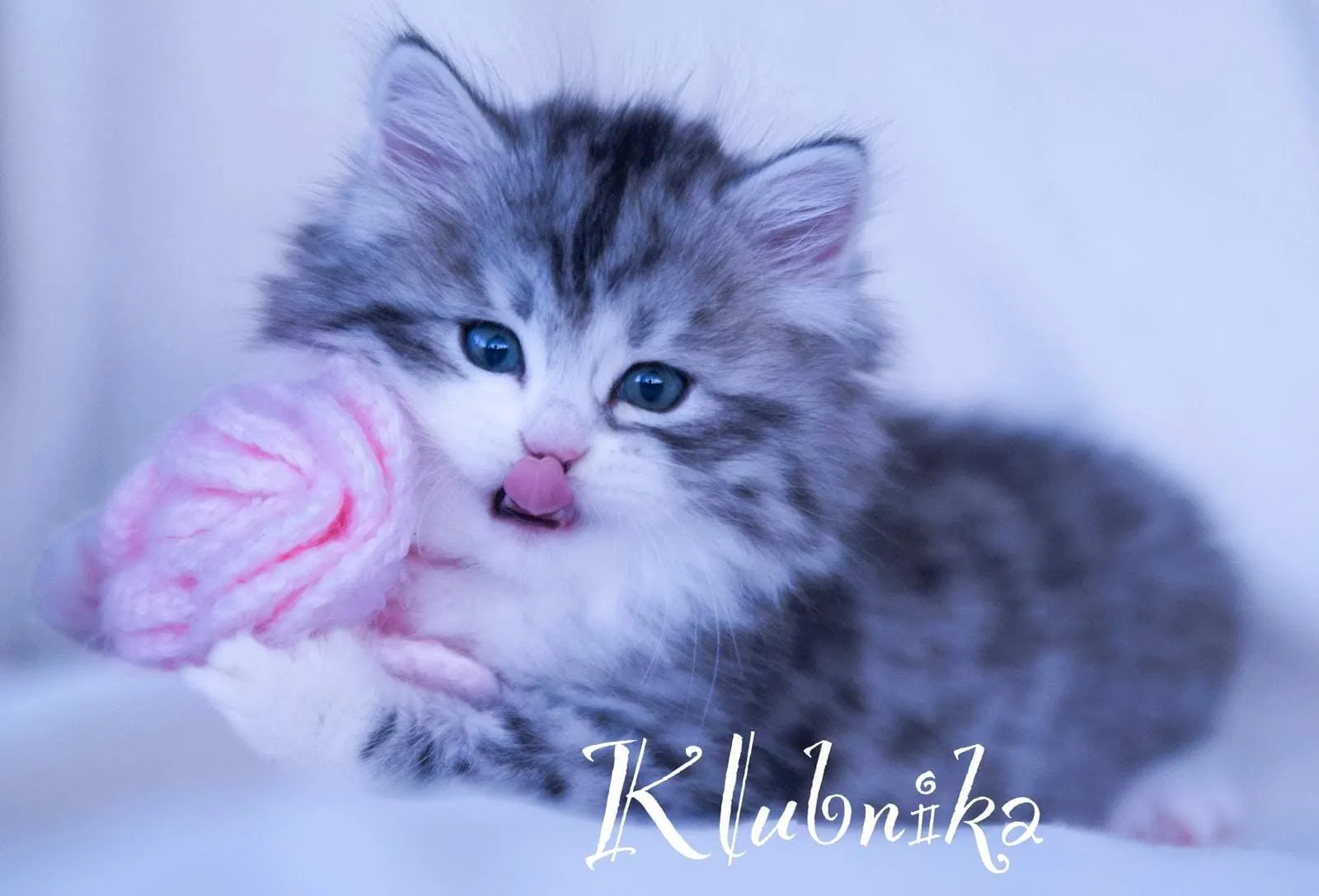Photographie de Klubnika Astera (4)