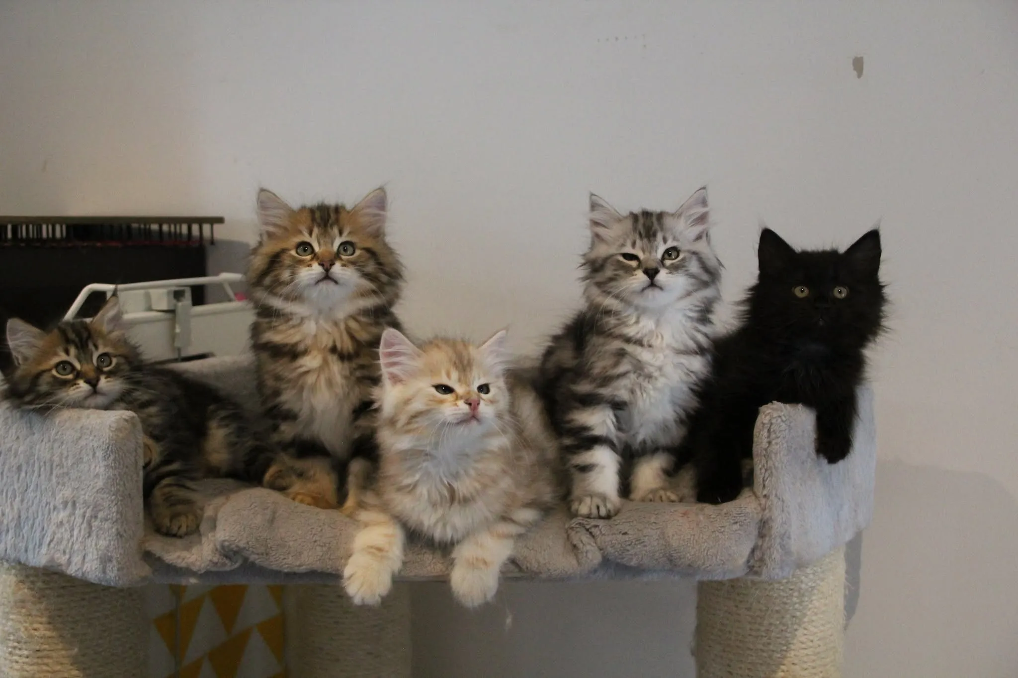 Chatons de la portée Zaryana × Satoshi — Février 2024