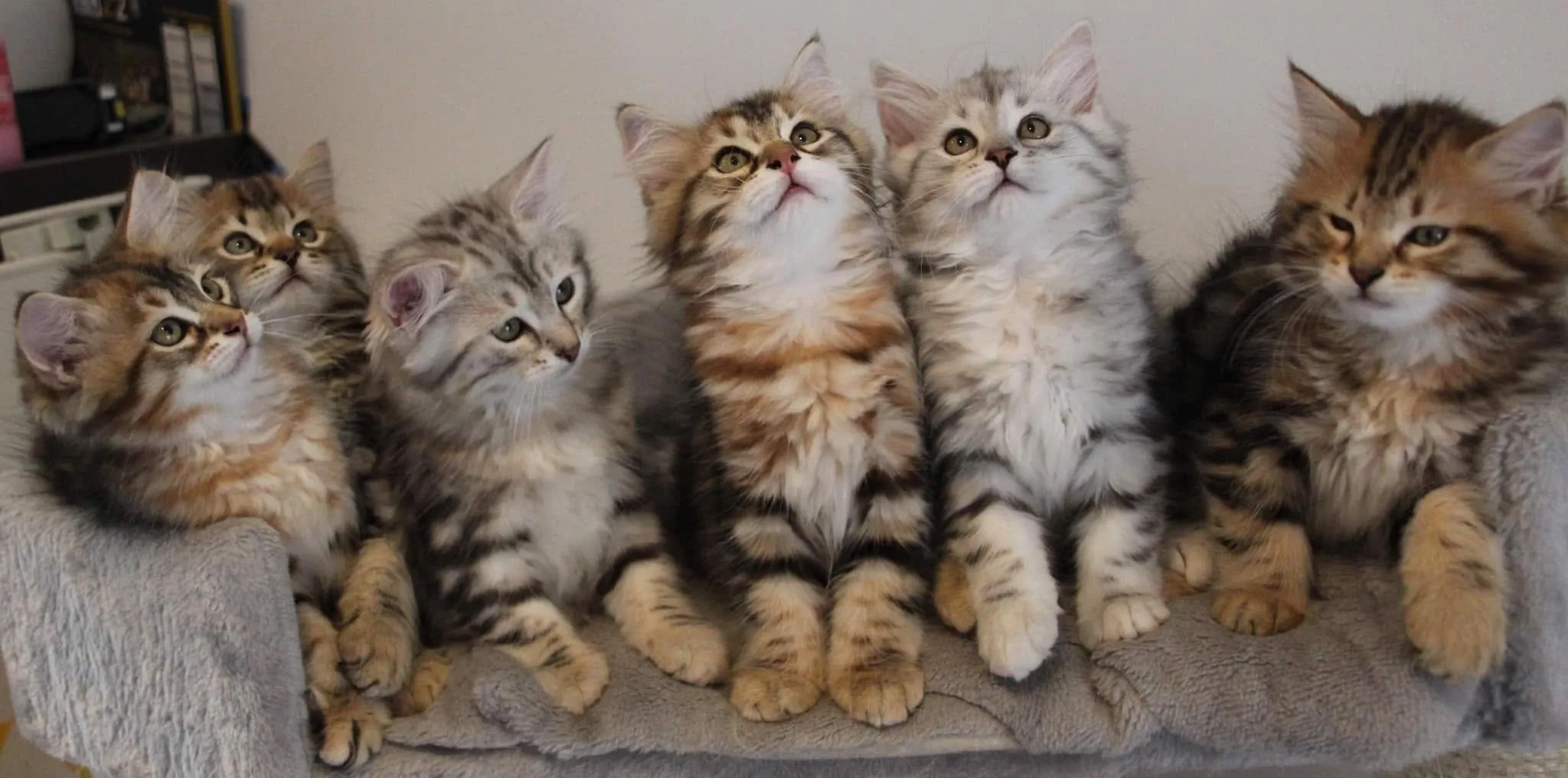 Chatons de la portée Zaryana × Satoshi — Juin 2022