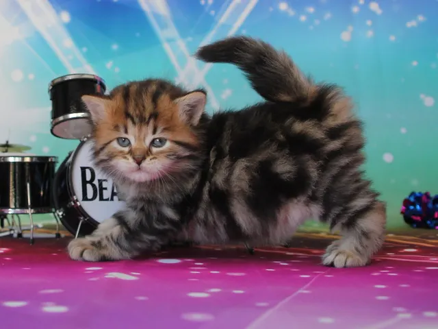 Moka, chaton Sibérien