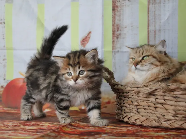 Moka, chaton Sibérien