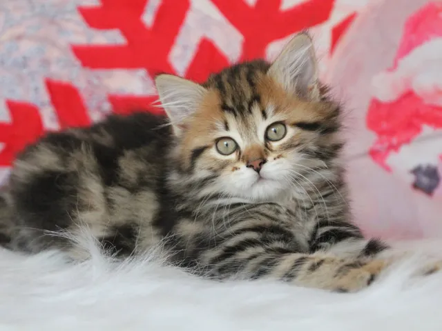 Moka, chaton Sibérien