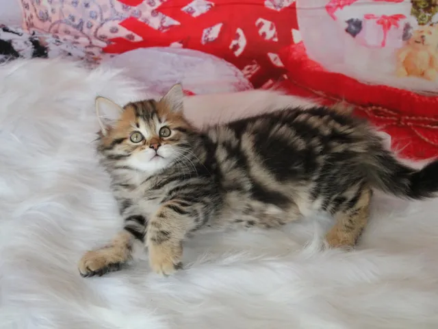 Moka, chaton Sibérien