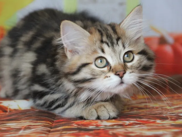 Moka, chaton Sibérien